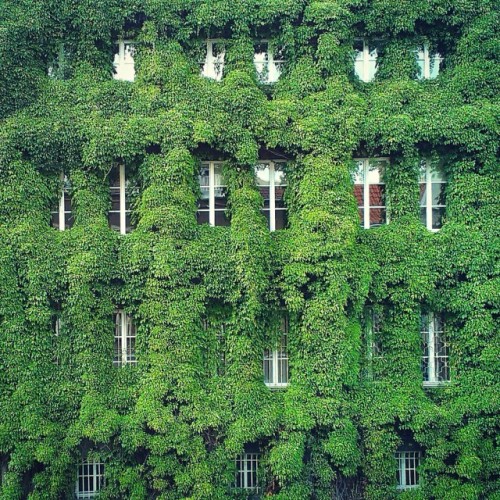 virtuallyinsane:Green bearded house in Gdansk (Poland)