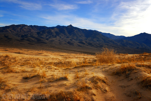 Kelso DunesMojave National Preserve, California