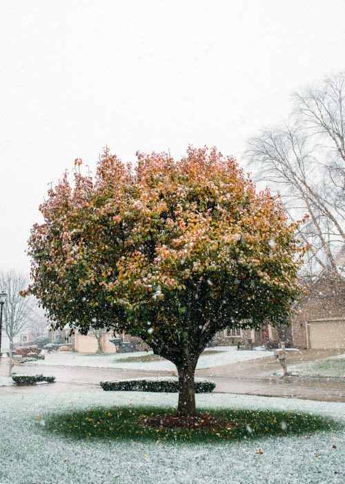 Today was the first snow of the season! After a snowless winter last year in the UK, nothing welcome