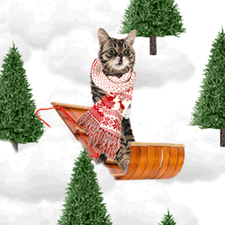 bublog:  WOO BUB.  This brilliant GIF was made with the stickers in the new Lil BUB Photo App, which if you didn’t know, is now available, for free, here: http://bit.ly/lilBUBapp