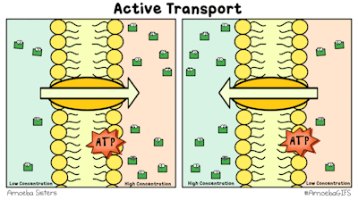Active Transport GIF created by the Amoeba Sisters... - Tumbex