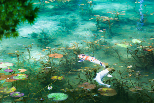 魚嫌いゆえに水族館にさえ行かない私にとっては、いささか恐怖を覚える場所でもありました…(・_・;)location： モネの池（岐阜県関市）