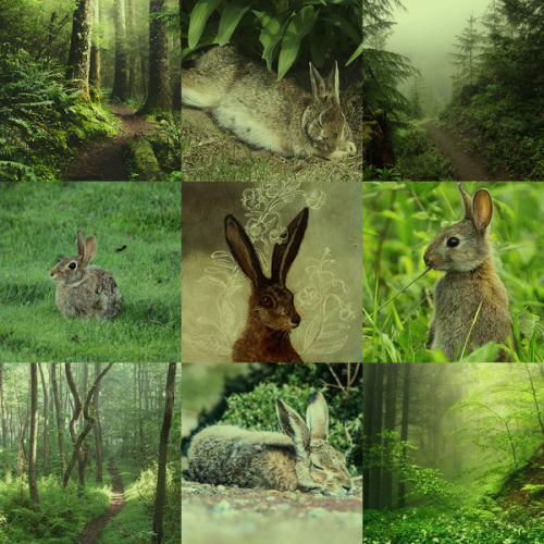 Wild Rabbit who misses the forest Aesthetic