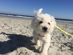 handsomedogs:  At 6 months old, Lily enjoyed her first ever beach trip by playing long games of fetch, digging holes and accidentally eating a lot of sand.