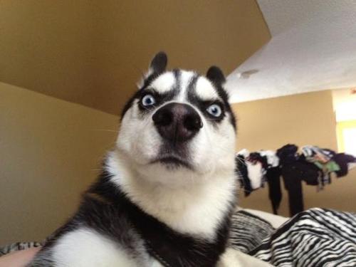 thatfunnyblog:  Huskies make the best faces. Funny Stuff you like?