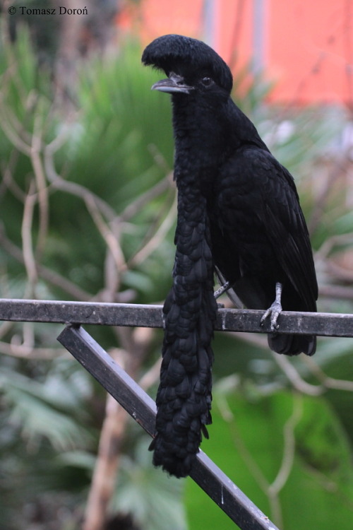 end0skeletal: The long-wattled umbrellabird (Cephalopterus penduliger) is a frugivorous  Umbrel