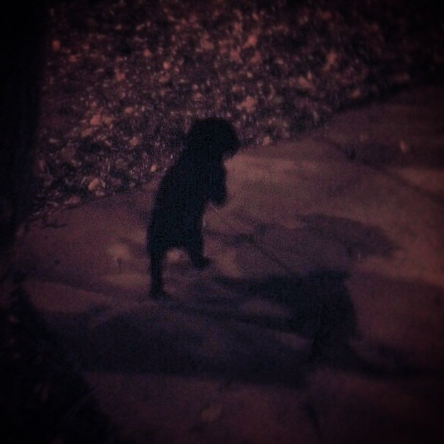 Go out walkin’ after midnight out in the moonlight…
#patsy #shadow #night #umlaut #lowertown #feelingminnesota