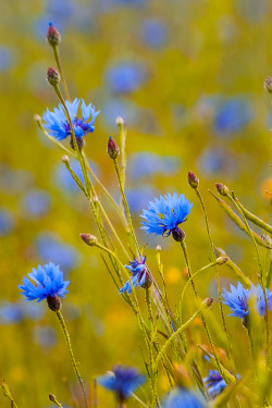 landture:  Summer day by VeraPanasina 