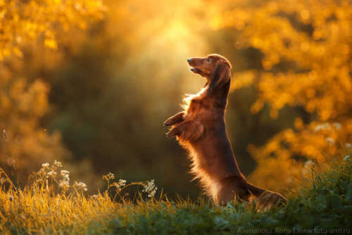 qualitydogs:On the Sunset by Anna Averianova