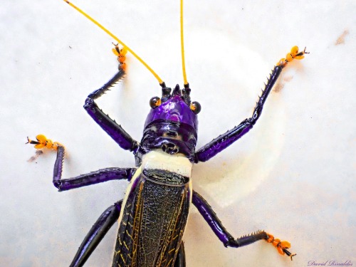 onenicebugperday:Elegant conehead katydid, Moncheca elegans, found in Central and South AmericaPhoto