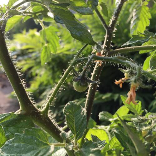 Well well well, what do we have here? #firsttomatooftheyear #igrewthis #tomato #babytomato