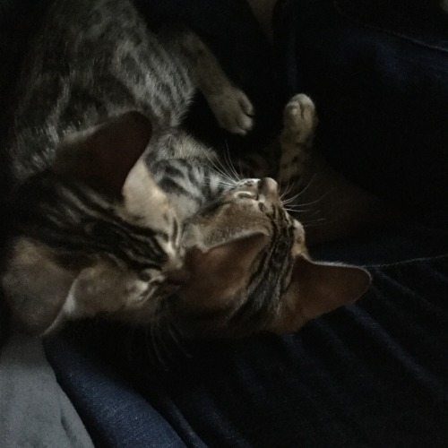 finn-the-bombay