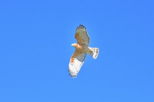 The moments directly after a red-shouldered hawk (Buteo lineatus) jumped from its perch, displaying 