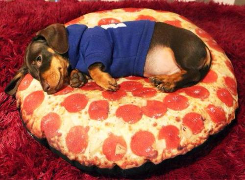 cuteanimalspics:  Pizza with extra sausage http://t.co/qng5Fcw56b      (via TumbleOn)
