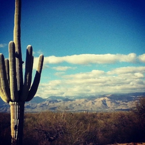 londonandrews:Saguaro National Park - So desolate… so beautiful… so HOT… Seriously, the things I wou