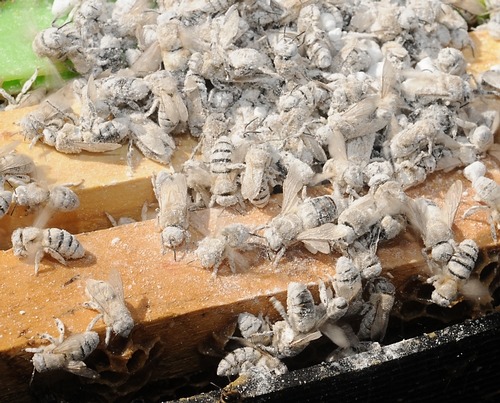    Dad keeps sharing random facts about bees   