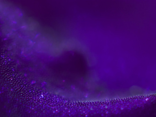 African Violet Petal [4592x3448][OC]