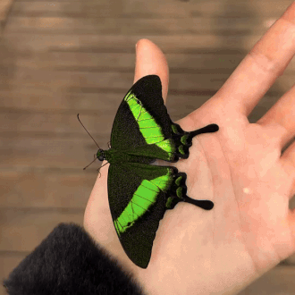 The Emerald Swallowtail (papilio Palinurus) | Diana_murguta On Ig