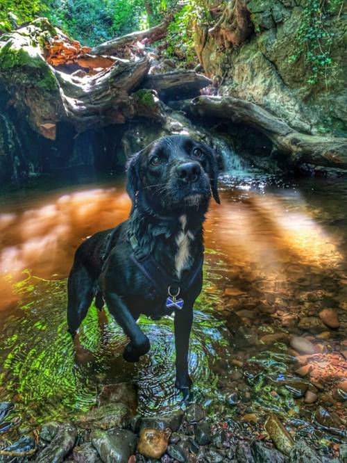 “Juno, the Scottish rescue dog.”(Source)