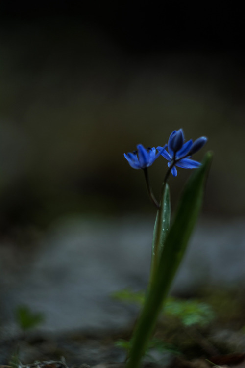 Scilla bifolia ~ &copy; Ysambre fauntography 2019