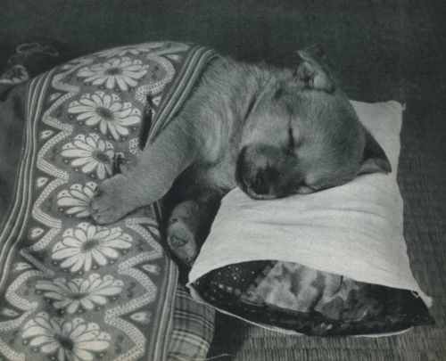 thekimonogallery:  Puppy sleeping.  1955, Japan