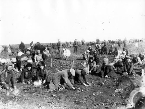 Children dig potatoes from the frozen earth on a Soviet collective farm, ca. 1933, Donetsk, Ukraine.