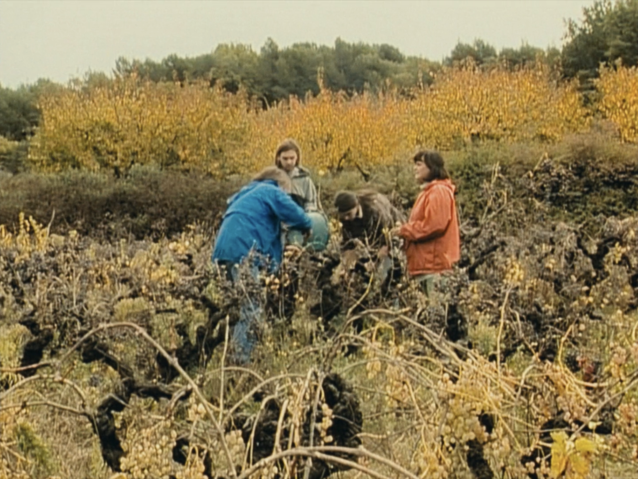 Agnes Varda The Gleaners And I Trailer