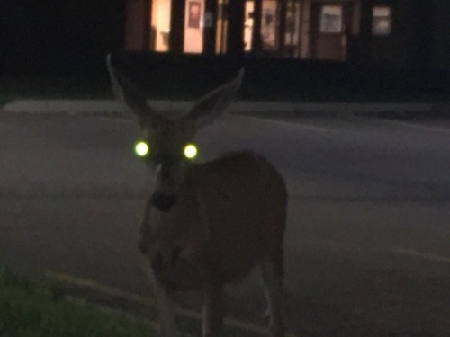 froads:cursed image of a deer outside the hospital