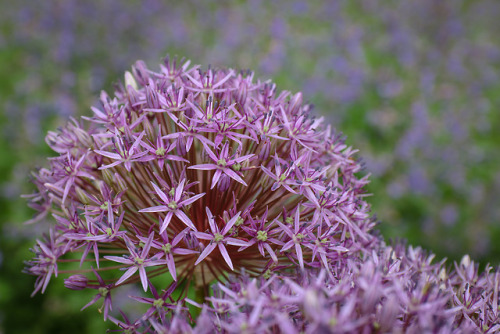 End of May show with moody, dark purple spires of Caradonna Saliva, quirky light pink mounds of Mona