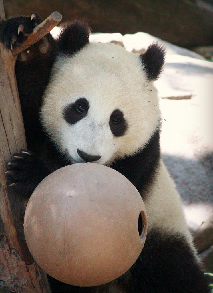 giantpandaphotos:  Xiao Liwu at the San Diego Zoo in California, US. © Kia Lynn.