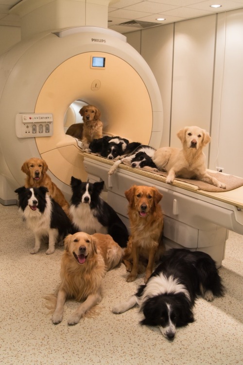 meritinpu:wowthing:micdotcom:Brain scans reveal what dogs really think of us Thanks to recent develo