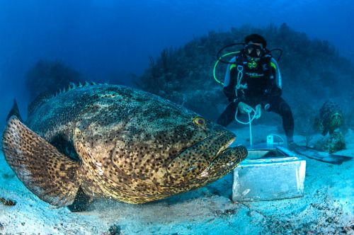 trynottodrown:The goliath grouper is the largest grouper in the western Atlantic. Growing to lengths