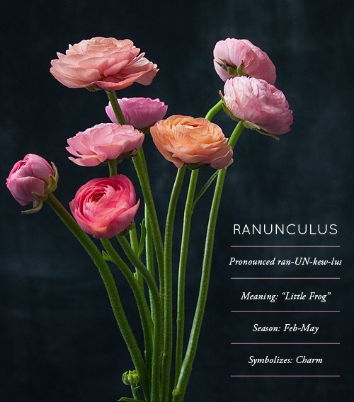 oldfarmhouse:Good to Know#Ranunculus