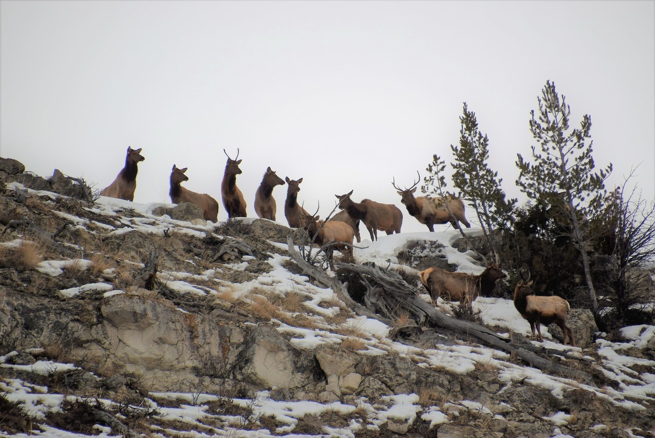 clumsum:  Up on the ridge2-3-18  Wapiti