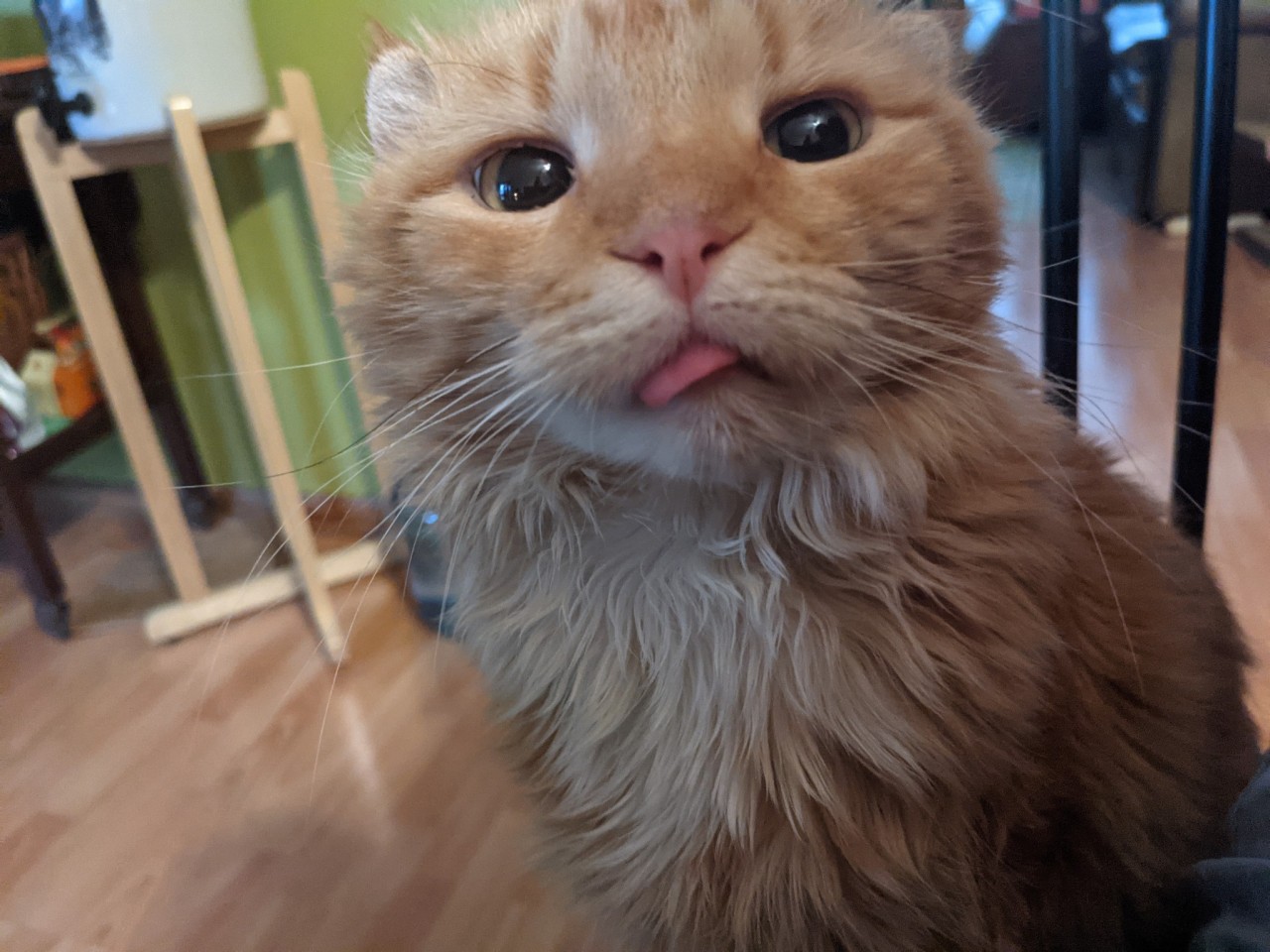 notmycatsname:weaver-z:Do you ever look at your pet and go holy shit that is a little