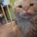 notmycatsname:weaver-z:Do you ever look at your pet and go holy shit that is a little