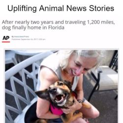 thriveworks:Uplifting Animal News Stories