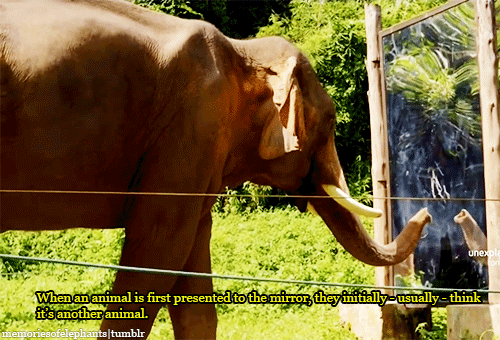 dont-panic-zoology:  eustaciavye77:   Sanjai, a 20-years old bull (male elephant), sees himself for the first time in front of a mirror. [x]  elephants are fucking awesome.  I’m glad humans are starting to understand that we’re not the be all and