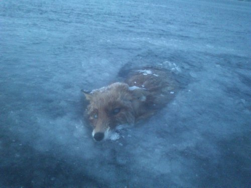 wnycradiolab:  Haunting, heartbreaking images of foxes frozen in bodies of water. (Thanks to Rose Eveleth for pointing these out…but also damn you, Rose Eveleth, for pointing these out.) 