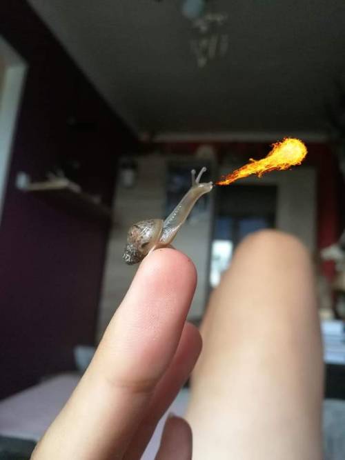 ringofkees: bakersnail100:I Ated A Spicy @flowerobeys @exarchi  Sqeeeee omg look at that little fire