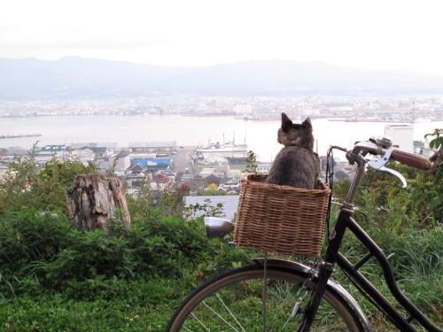 hana-angel:Satoh Takeru’s new movie “Sekai kara Neko ga Kieta nara” (” If A Cat Disappears From The 