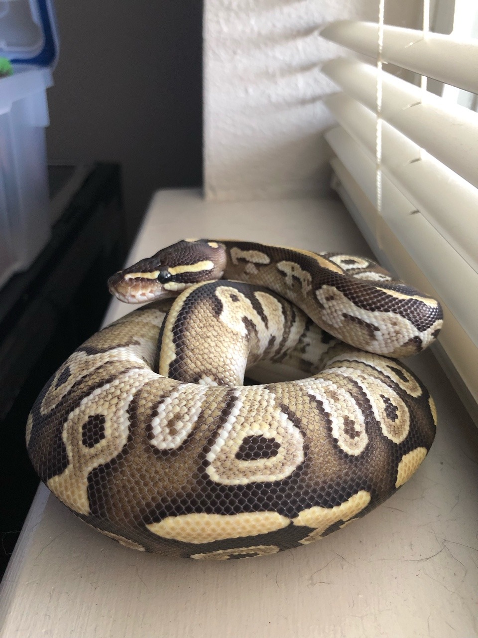 dogpantry: he’s pretty even in shit lighting  