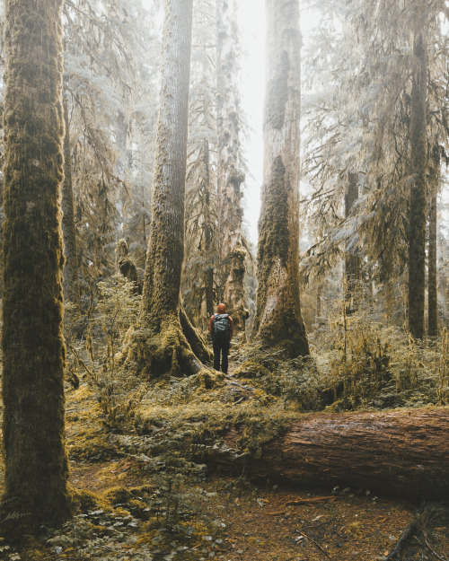 youseethenew:  Time well spent in Olympic NP, Washington  Instagram: BToneVibes     Damn , I’m so thankful to have ONP for a backyard , love it here