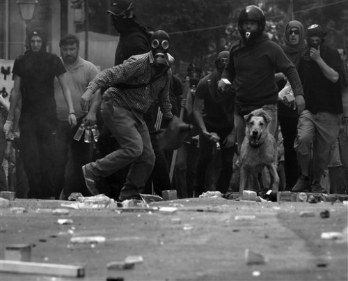 communistswithdogs: Loukanikos the Greek riot dog, forever hounding the police and accompanying its 