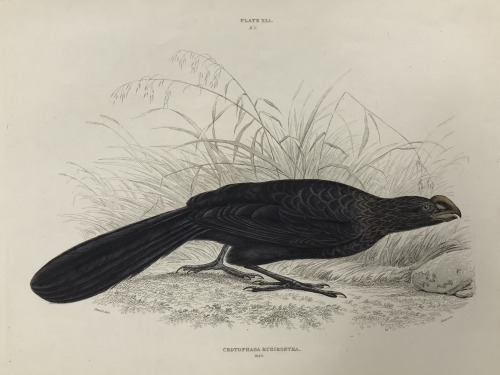 “Crotophaga Rugirostra”, William Swainson, 1831Hand-colored engraving from “Fauna Boreali-Americana”