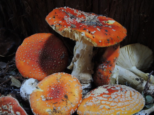 fungusqueen: elephantbitterhead: fungusqueen: An ode to Amanita Muscaria. Pictures are mine from the