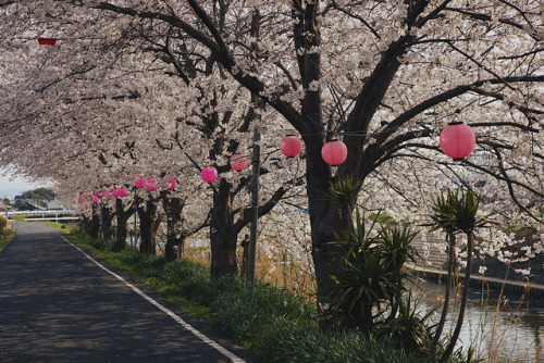 mizunokisu - 田原本町の桜 by igu3 on Flickr.