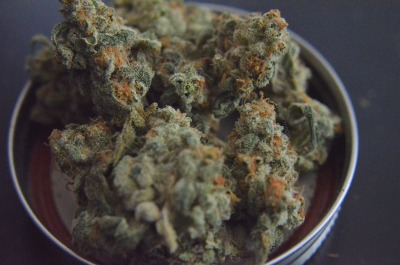 alkaloid:🐑 Lamb’s Breath (Sativa adult photos