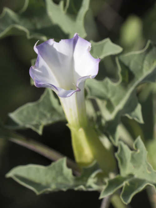 seed pod