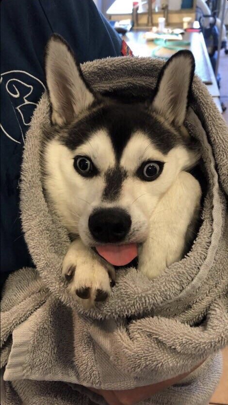 somecutething:  The dog went in to be neutered and the vet took a picture of the